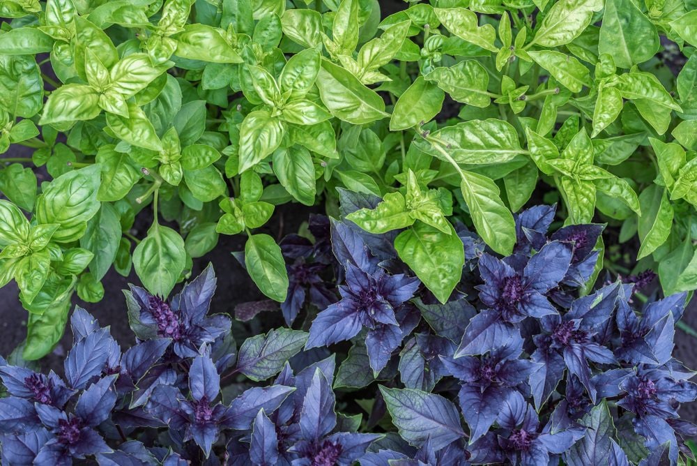 Le varietà di basilico da conoscere e usare in cucina