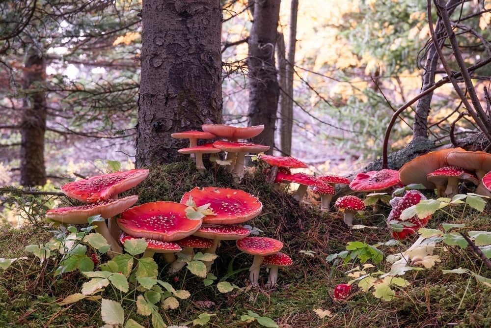 Funghi velenosi: quali sono i più comuni e come riconoscerli