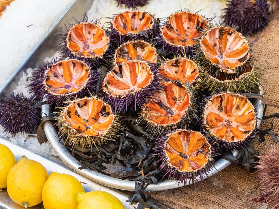Come pulire i ricci di mare: la guida pratica