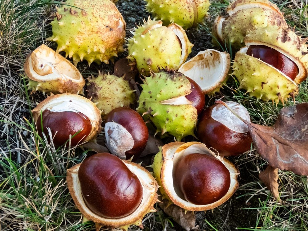 La leggenda della castagna matta che (non) protegge dal raffreddore