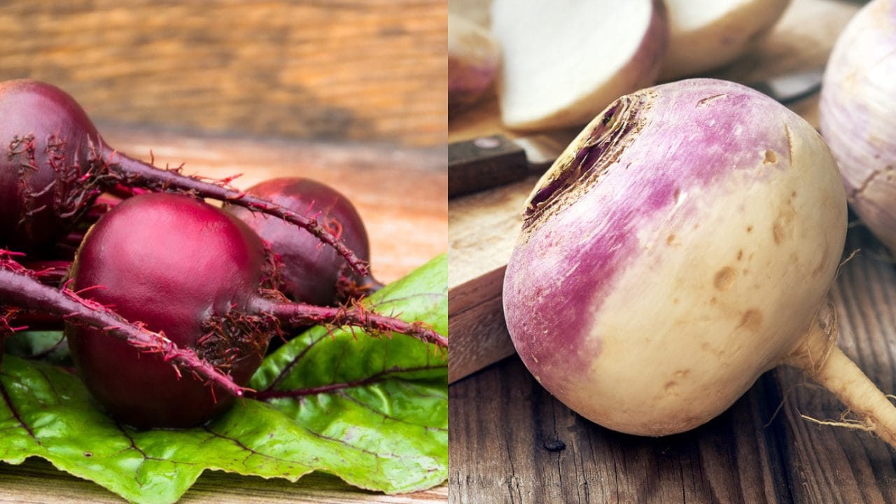 Tutte le differenze tra barbabietole e rape rosse