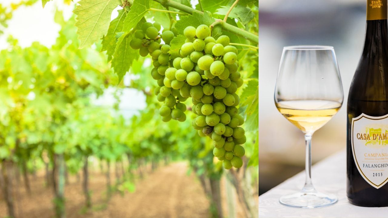 Falanghina: origine, caratteristiche e abbinamenti del vitigno tipico campano