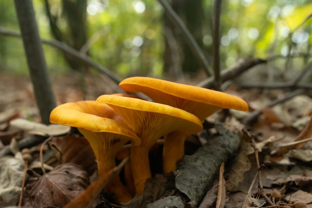 Intossicazione da funghi: in Toscana crescita di casi per il fungo dell'olivo