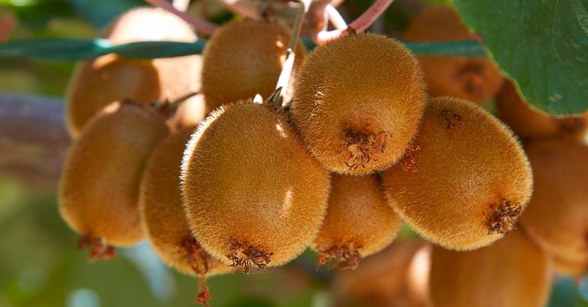 Il kiwi che salva la pancia: una svolta scientifica contro la stitichezza