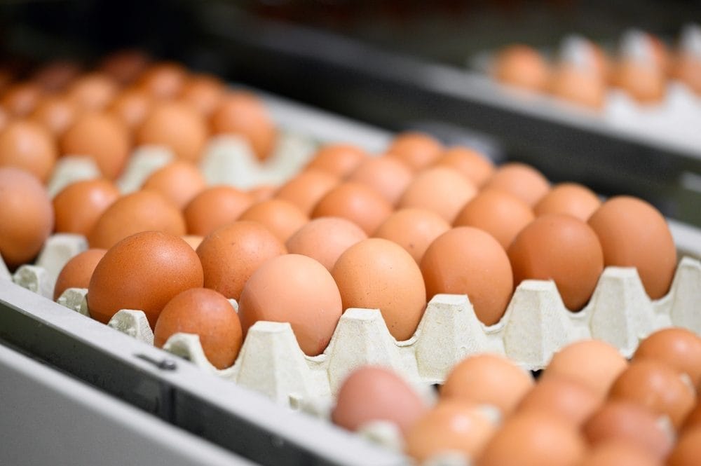 Dall'allevamento al supermercato: quanto è importante conoscere il lungo viaggio delle uova