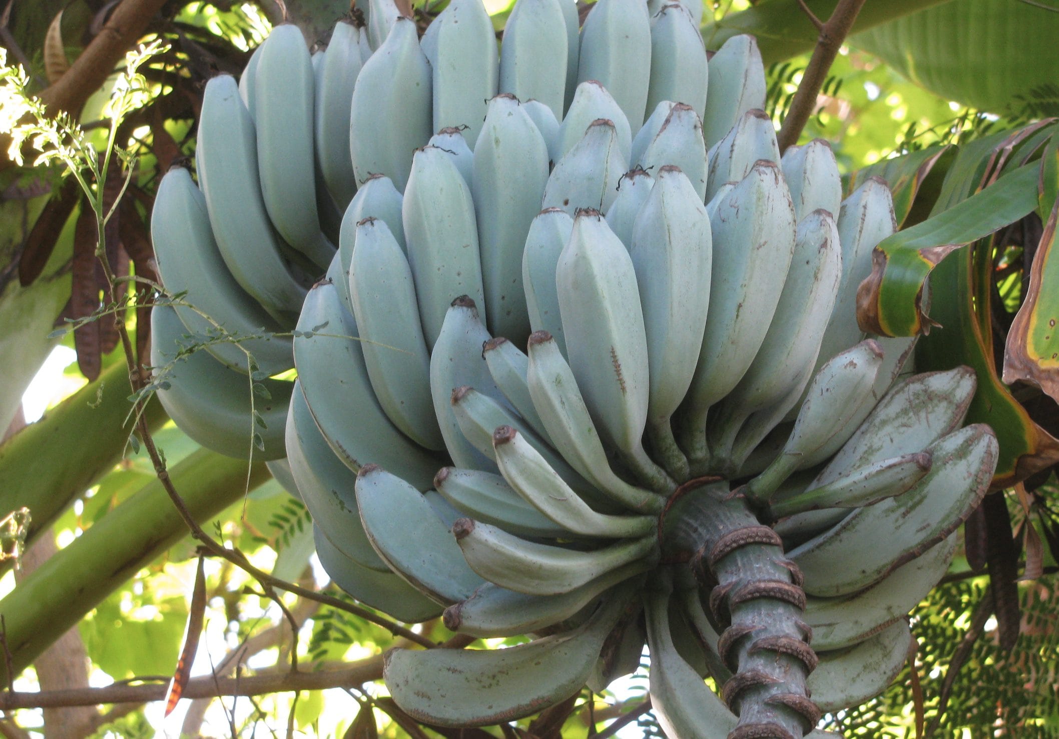 Che cos'è la Banana Blue Java, il frutto esotico dal sapore di vaniglia