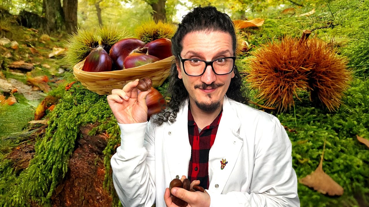 Le castagne sono davvero frutta secca? Caratteristiche e proprietà dei frutti dell’autunno