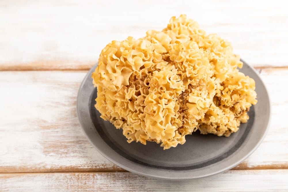 Ditola increspata, il fungo che sembra un cavolfiore: cos'è e come si usa in cucina