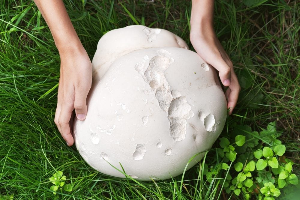 Che cos'è la vescia gigante o Puffball, il fungo che ha la forma di un pallone da calcio