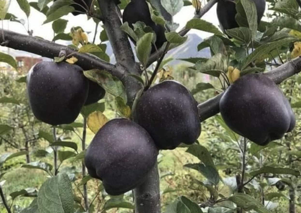 Black Diamond Apple, com'è fatta la mela nera più costosa e rara al mondo