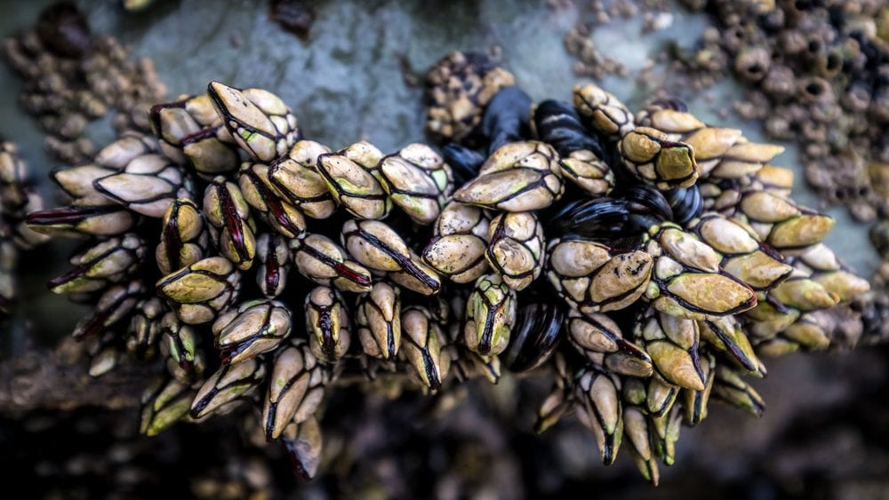 Percebes: cosa sono e come si cucinano i crostacei "piedi di cornucopia"
