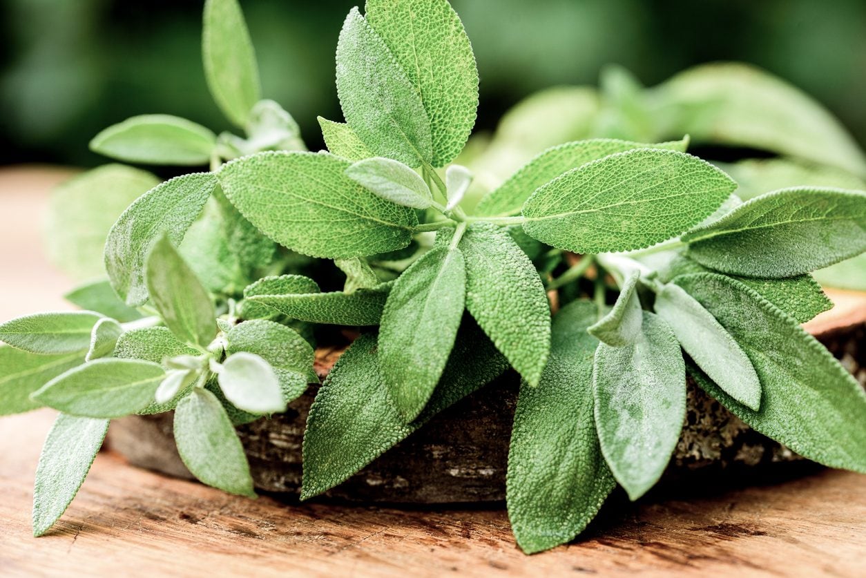Salvia: benefici e controindicazioni dell’erba che non può mancare in cucina