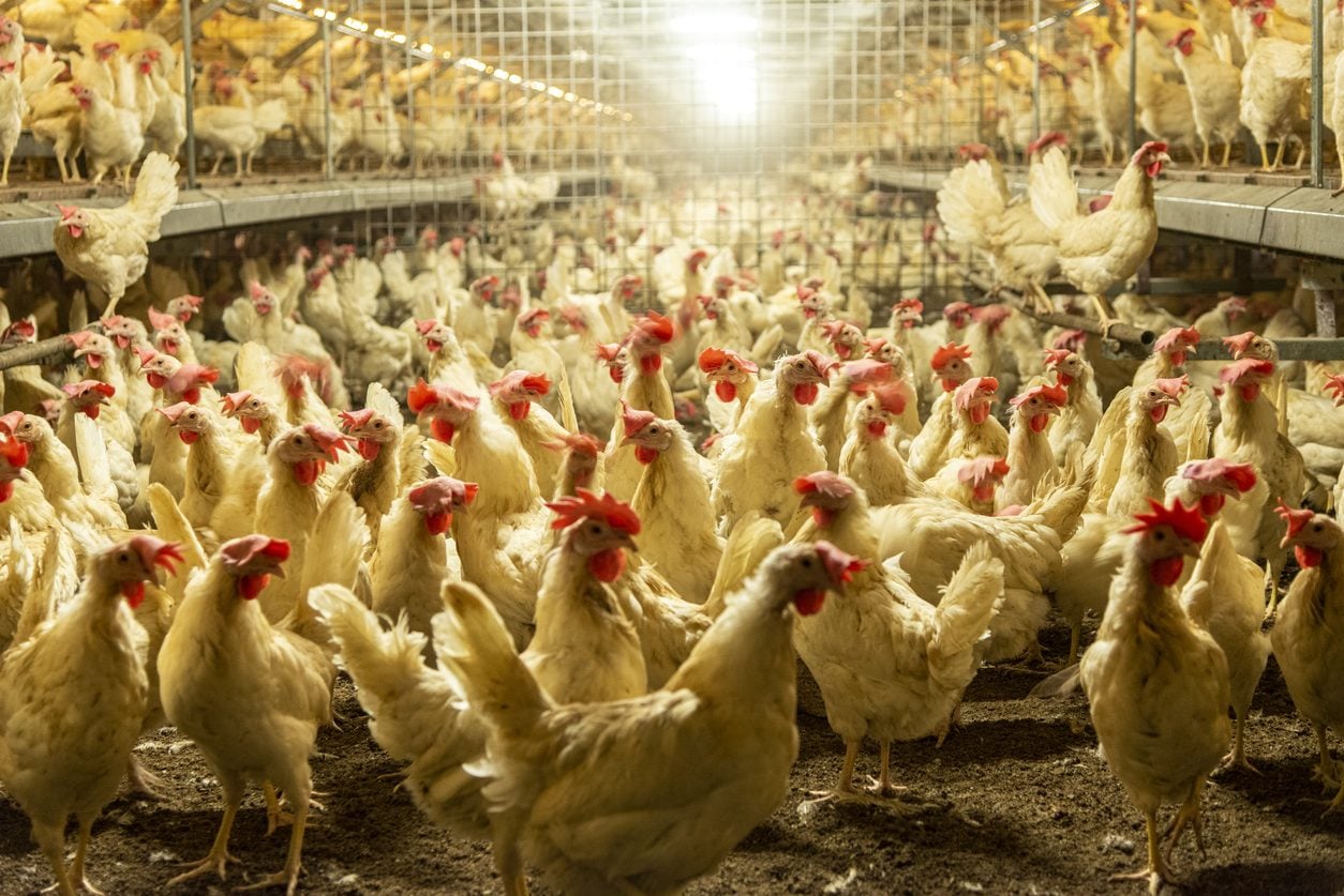 Cosa sono le uova da allevamento "quasi a terra" e come evitare di comprarle