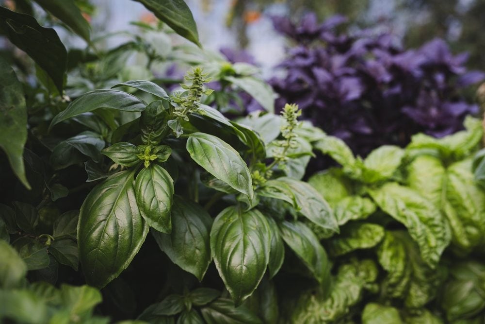 Basilico, la “pianta regale” dalle mille proprietà: benefici, usi e (poche) controindicazioni