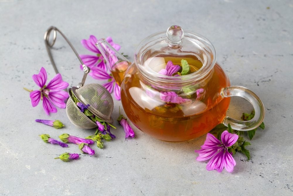 Malva, la pianta sacra dei Greci: benefici, utilizzi e controindicazioni