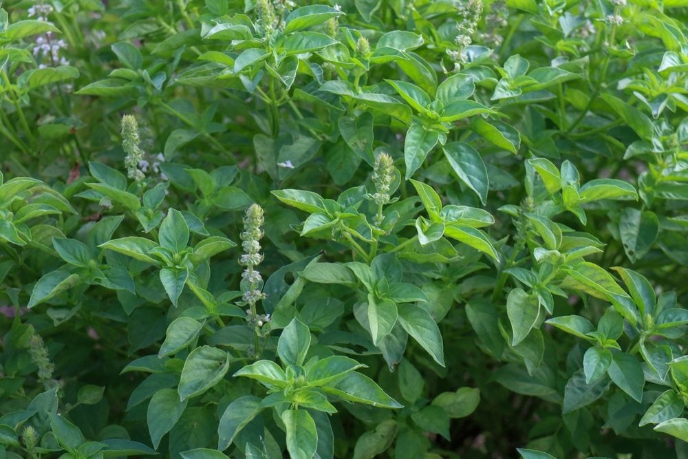 Tulsi, il basilico sacro: cos'è e come si usa la “regina delle erbe” che incarna una divinità
