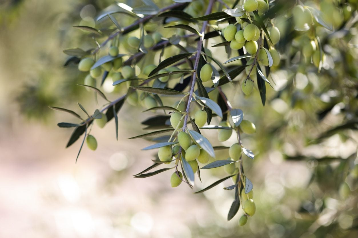 Alcuni alberi colpiti dalla Xylella sono tornati a produrre olive e nessuno sa perché