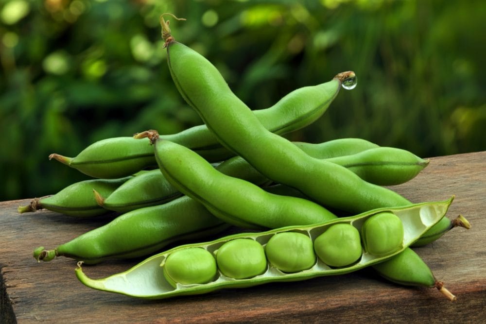 Come pulire e conservare le fave: ecco come trattare i legumi primaverili