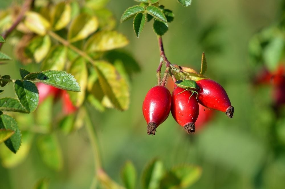Grattaculi: cosa sono le bacche della rosa canina e quali benefici hanno