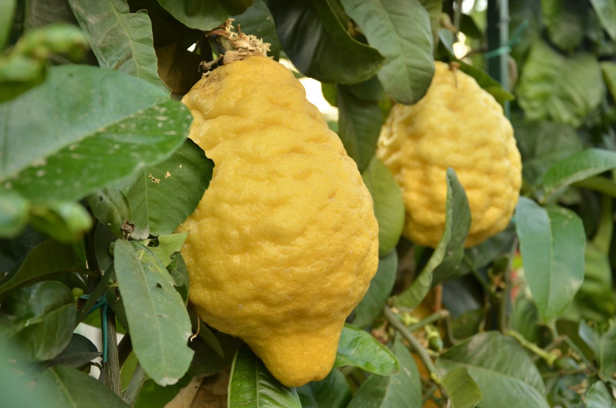 Cedro di Diamante: il profumato agrume calabrese tutto da scoprire