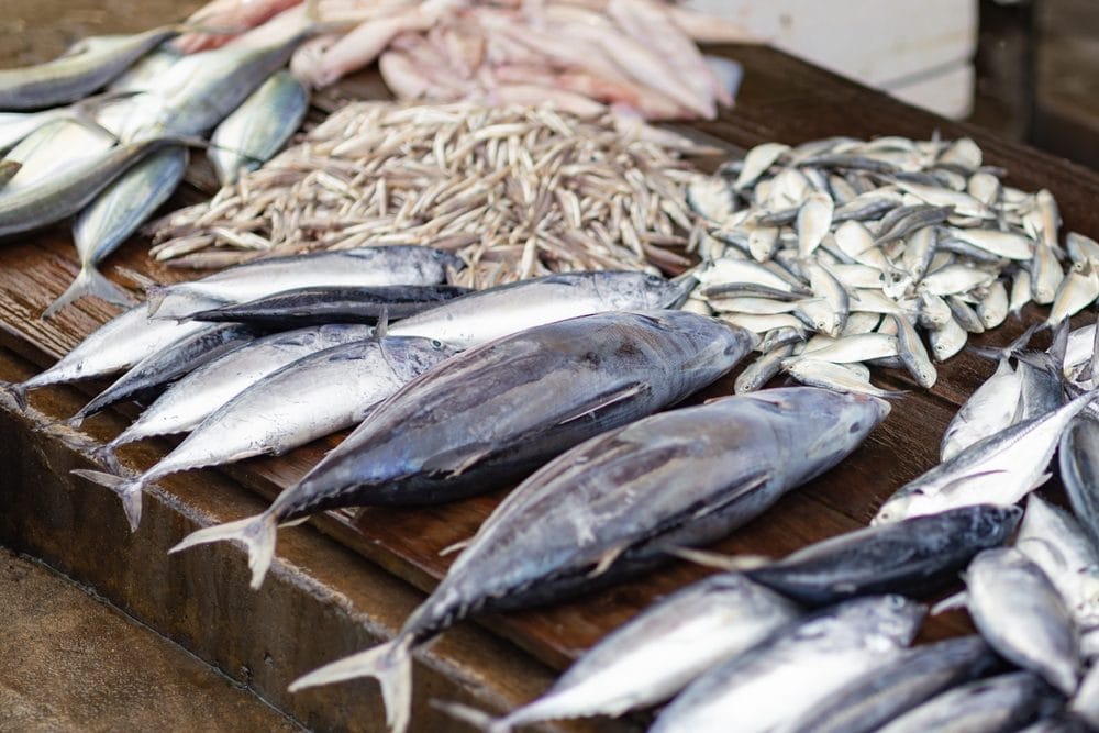 Fermo pesca biologico: cos’è, quando scatta e perché riguarda anche chi compra