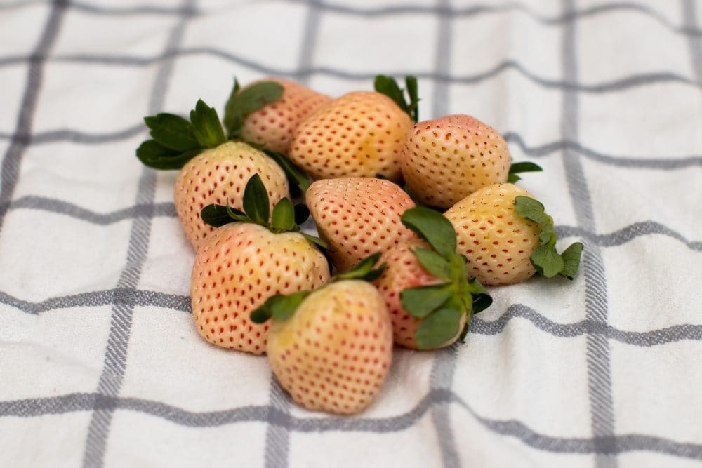Fragole bianche o Pineberry: come sono fatte le fragole che sanno di ananas