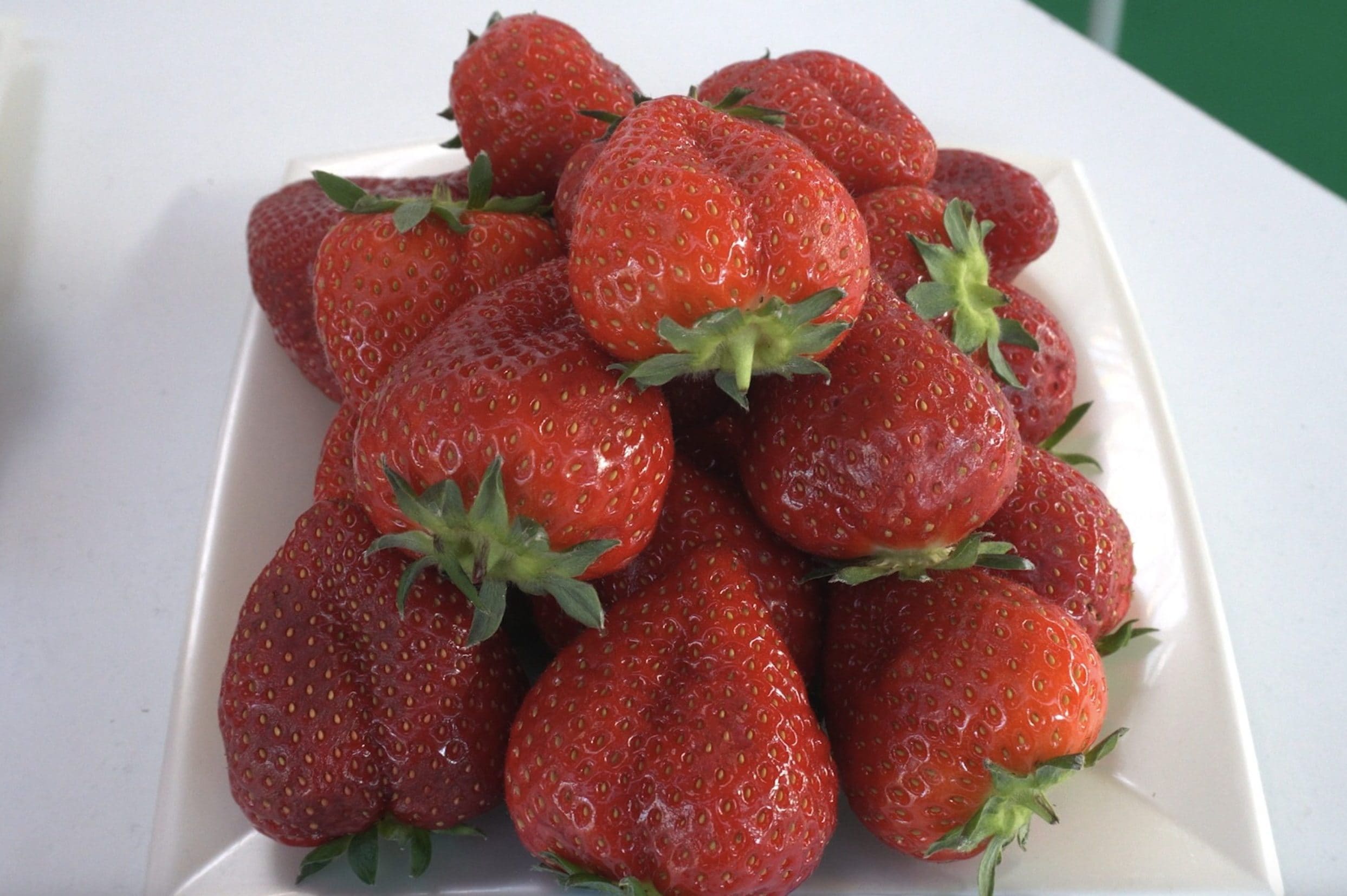 Dafne, la nuova fragola dolce e resistente pensata per durare di più e rendere meglio