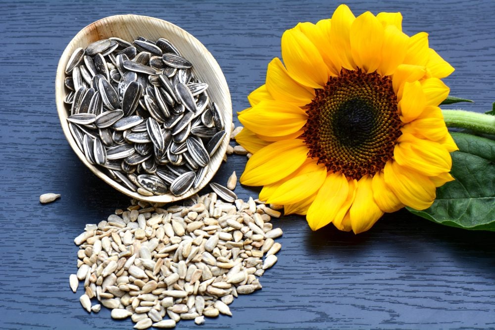 Semi di girasole: piccoli concentrati di benessere dalle tante proprietà