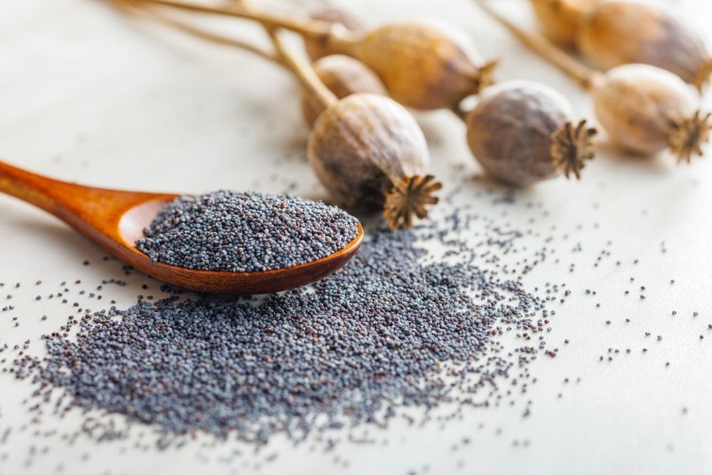 Semi di papavero: benefici, controindicazioni e come usarli in cucina