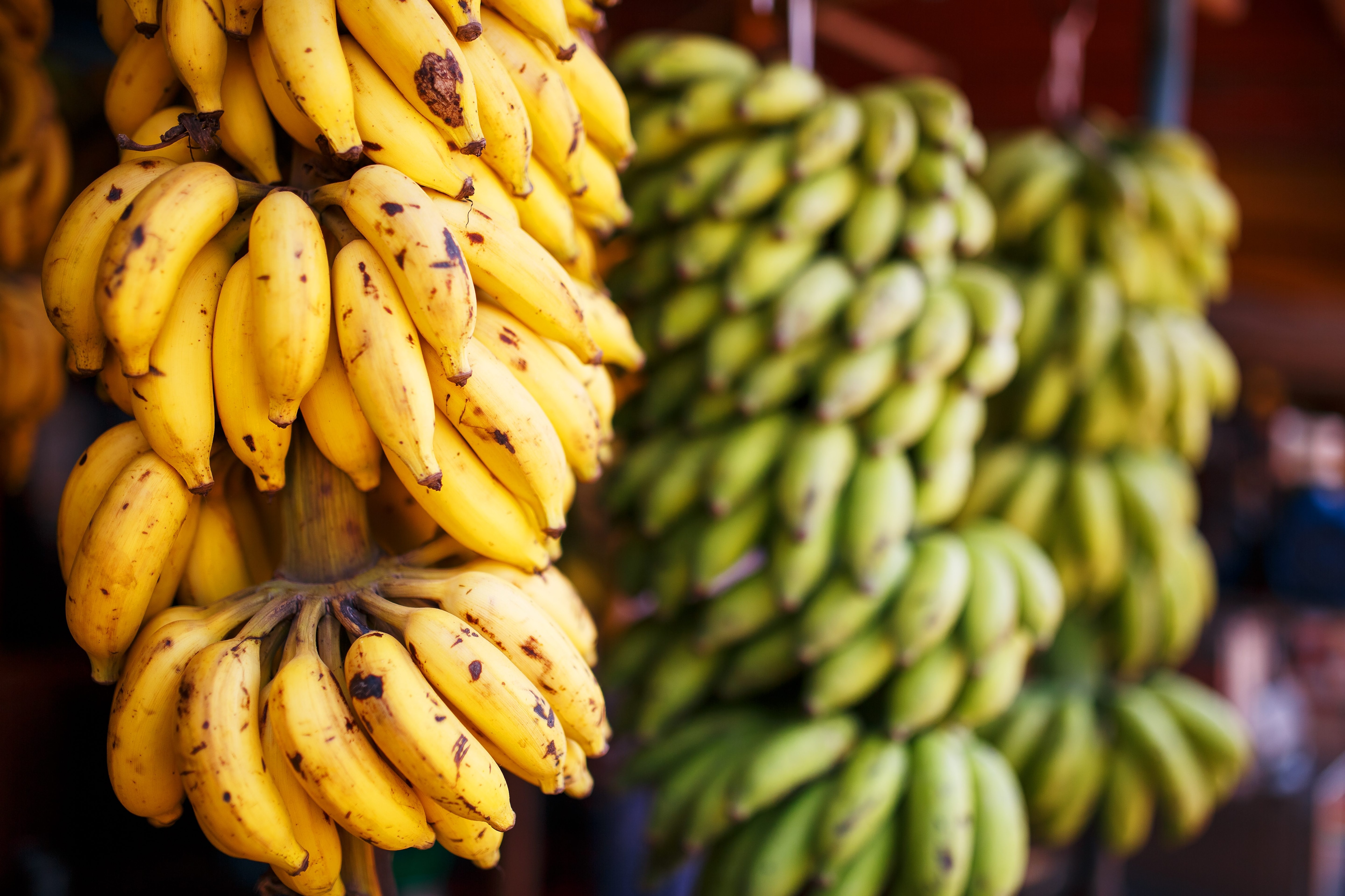 Mille e una varietà di banane: alla scoperta delle tipologie più comuni e delle più strane