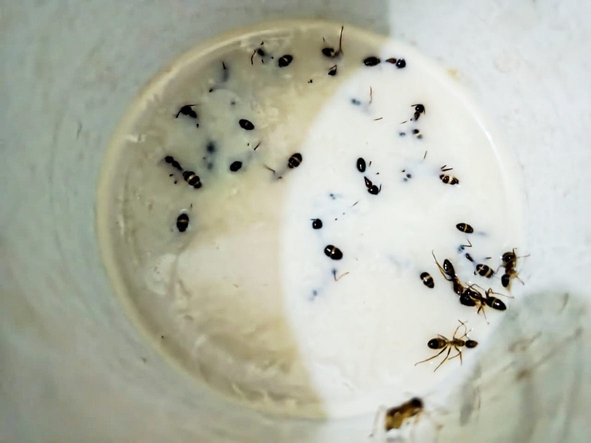 Un team di ricercatori ha trasformato il latte in yogurt utilizzando le formiche