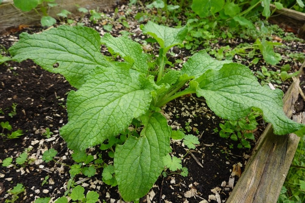 Borragine: benefici, controindicazioni e usi della pianta ricca di vitamine e antiossidanti
