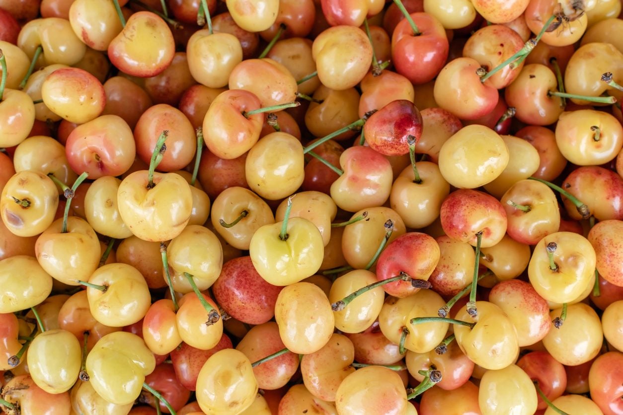 Ciliegie bianche: come sono fatte e dove puoi trovare le "ciliegie limone"