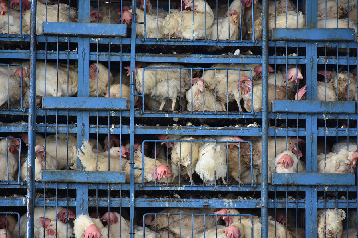 Benessere animale, l’Italia crea il primo fondo per allevamenti senza gabbie