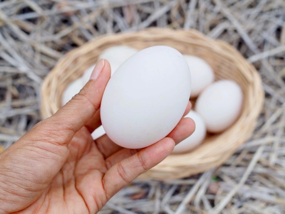 Uova di anatra: come sono fatte, perché sono diverse da quelle di gallina e come usarle in cucina