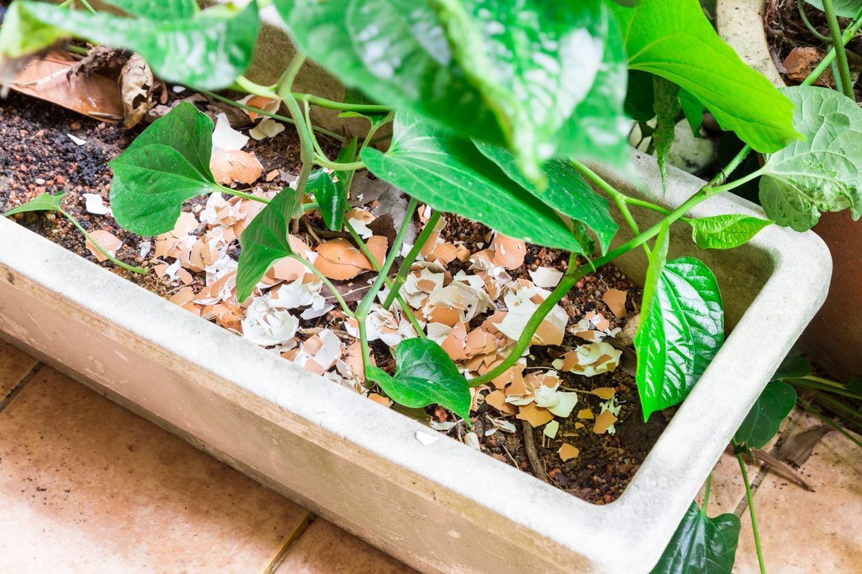 Come fare i fertilizzanti naturali da fare con gli scarti della cucina