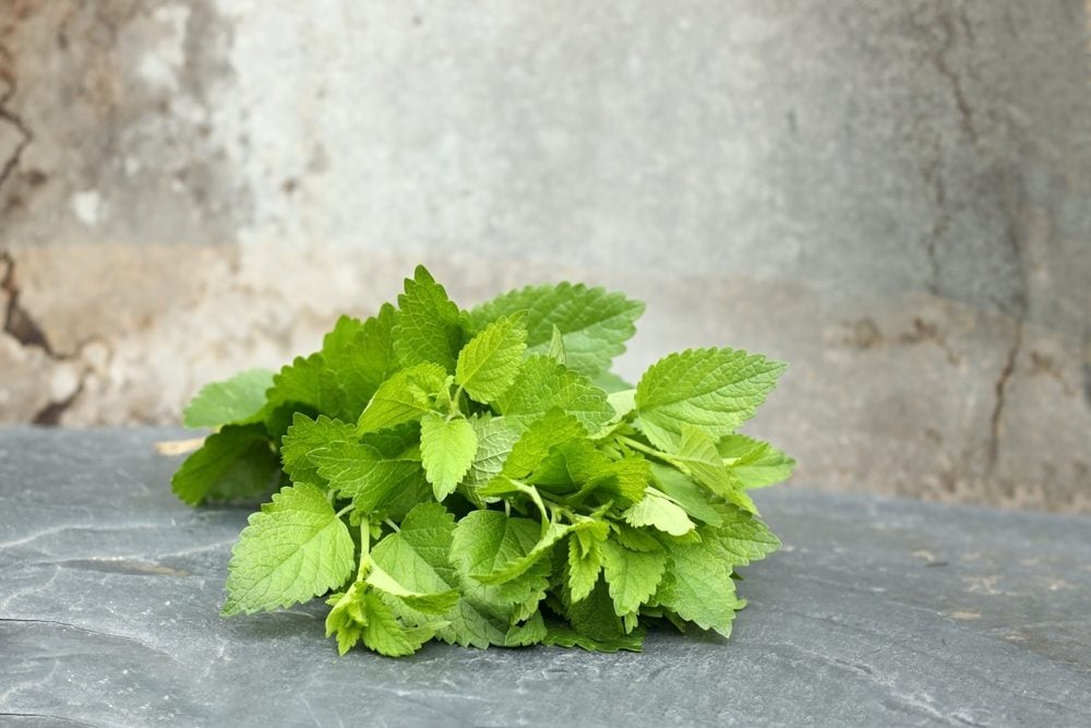 Melissa: benefici e controindicazioni della pianta officinale calmante e digestiva