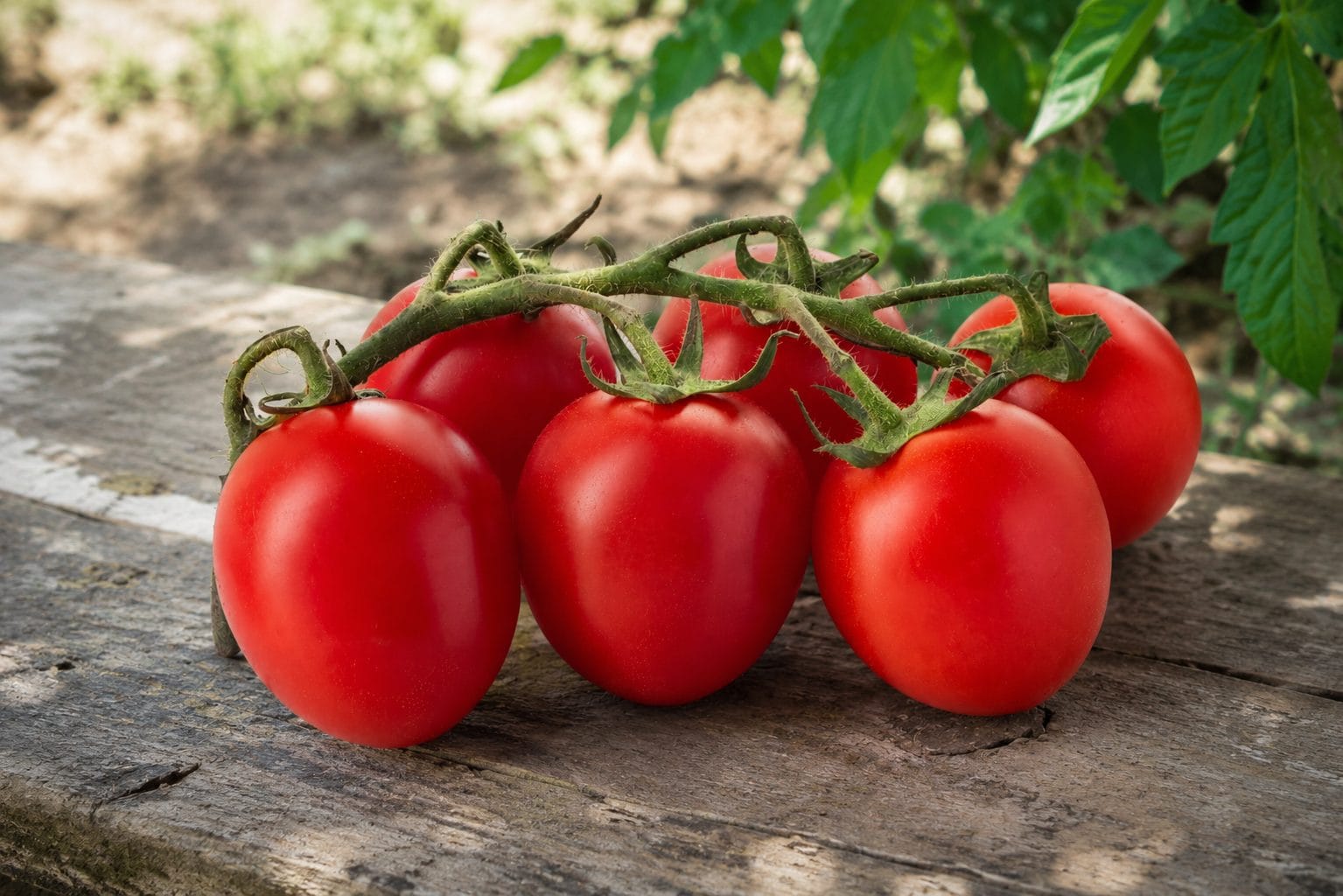 Pomodoro Piccadilly: com'è fatto il pomodoro dolce e versatile perfetto per insalate e sughi