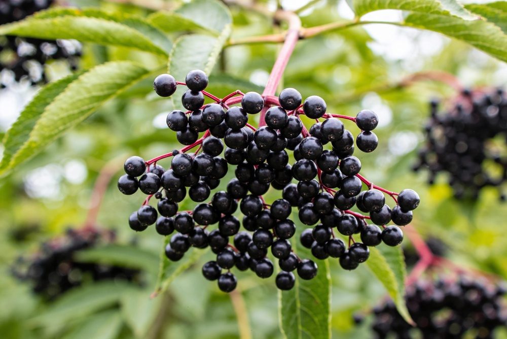 Sambuco nero: com'è fatto e come usare il frutto selvatico che colora sciroppi, liquori e confetture