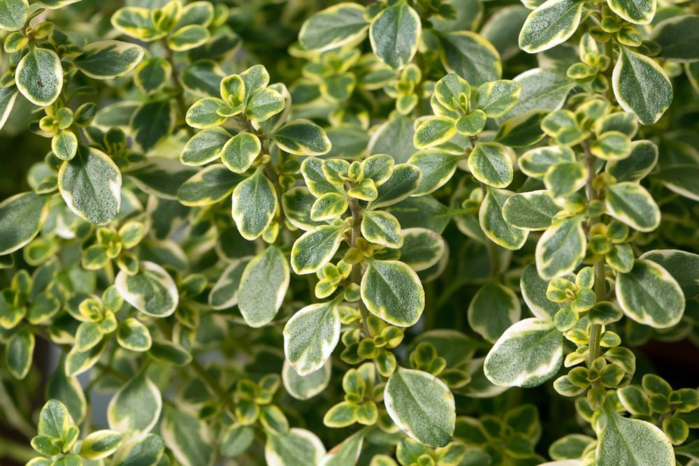 Timo limone: benefici, controindicazioni e usi dell'erba aromatica digestiva e balsamica