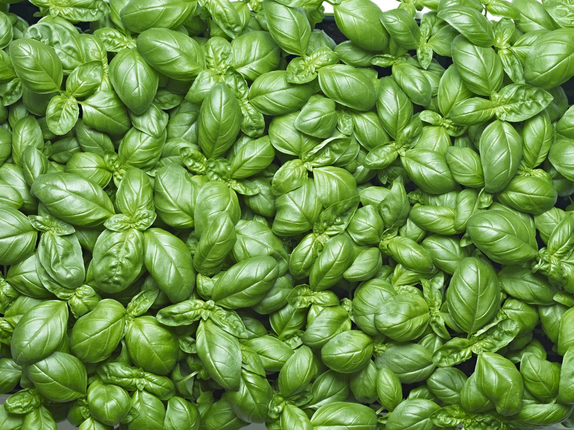 Perché il basilico genovese è l'unico perfetto per il pesto? Il motivo sta nel clima della Liguria