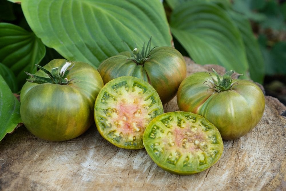 Pomodori verdi: tutte le differenze con i pomodori rossi e gialli