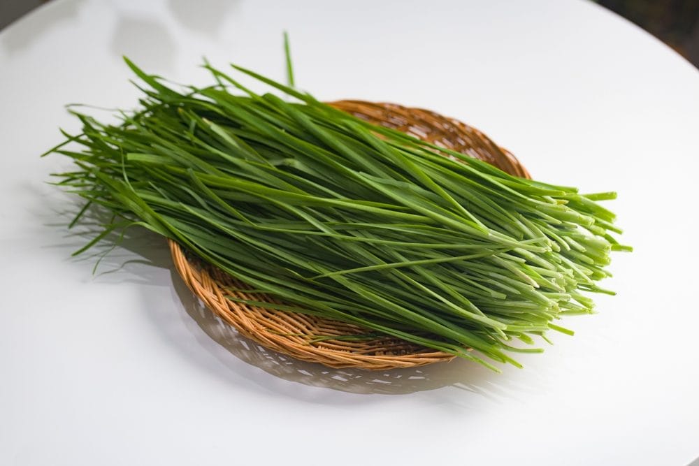 Erba cipollina: come usare in cucina la pianta aromatica ricca di vitamina C