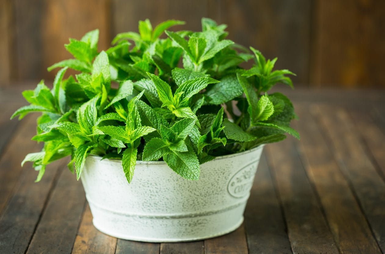 Come coltivare la menta sul balcone: consigli e trucchi