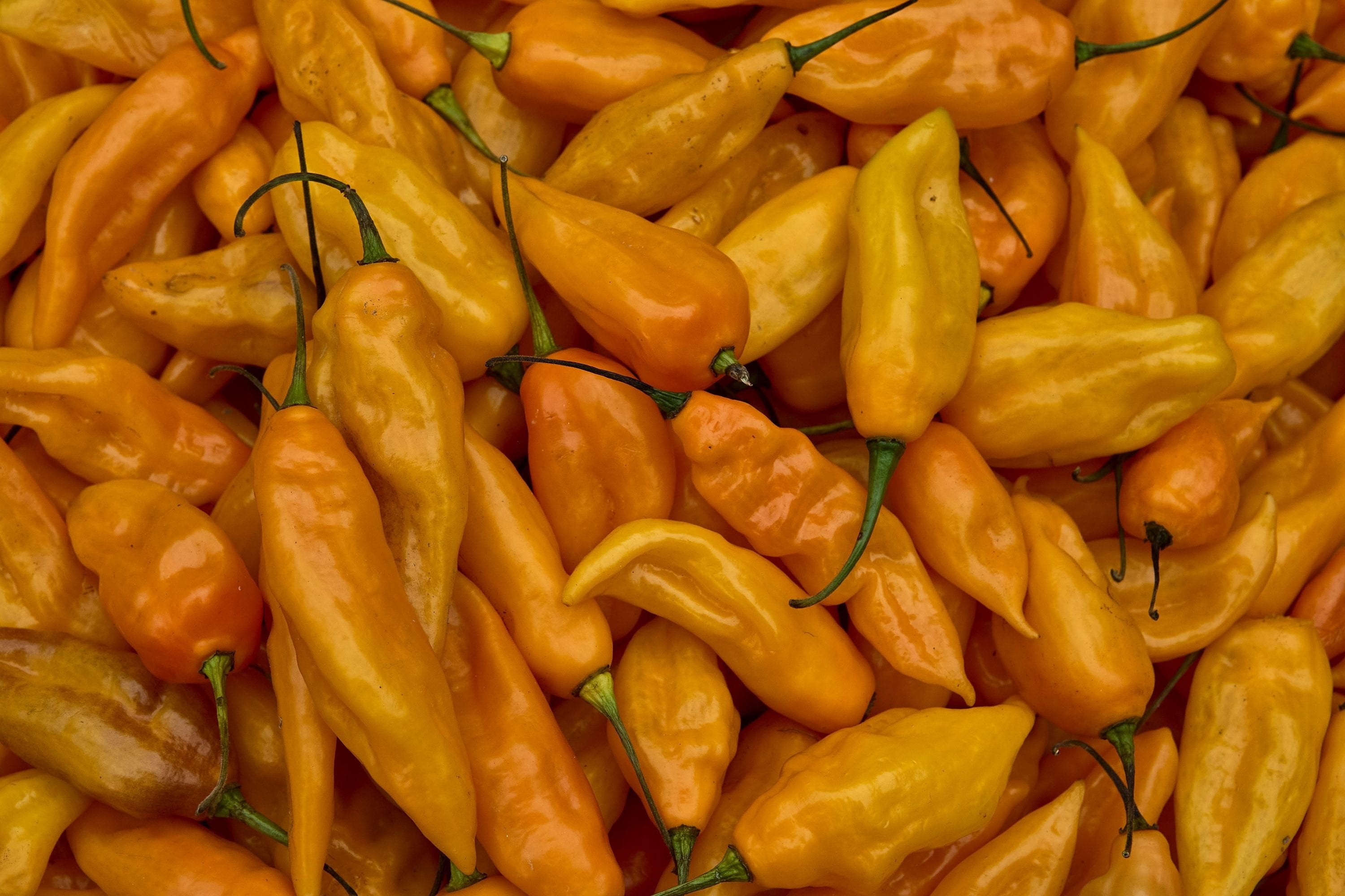 Ají Amarillo, il peperoncino peruviano "gentile" protagonista del ceviche
