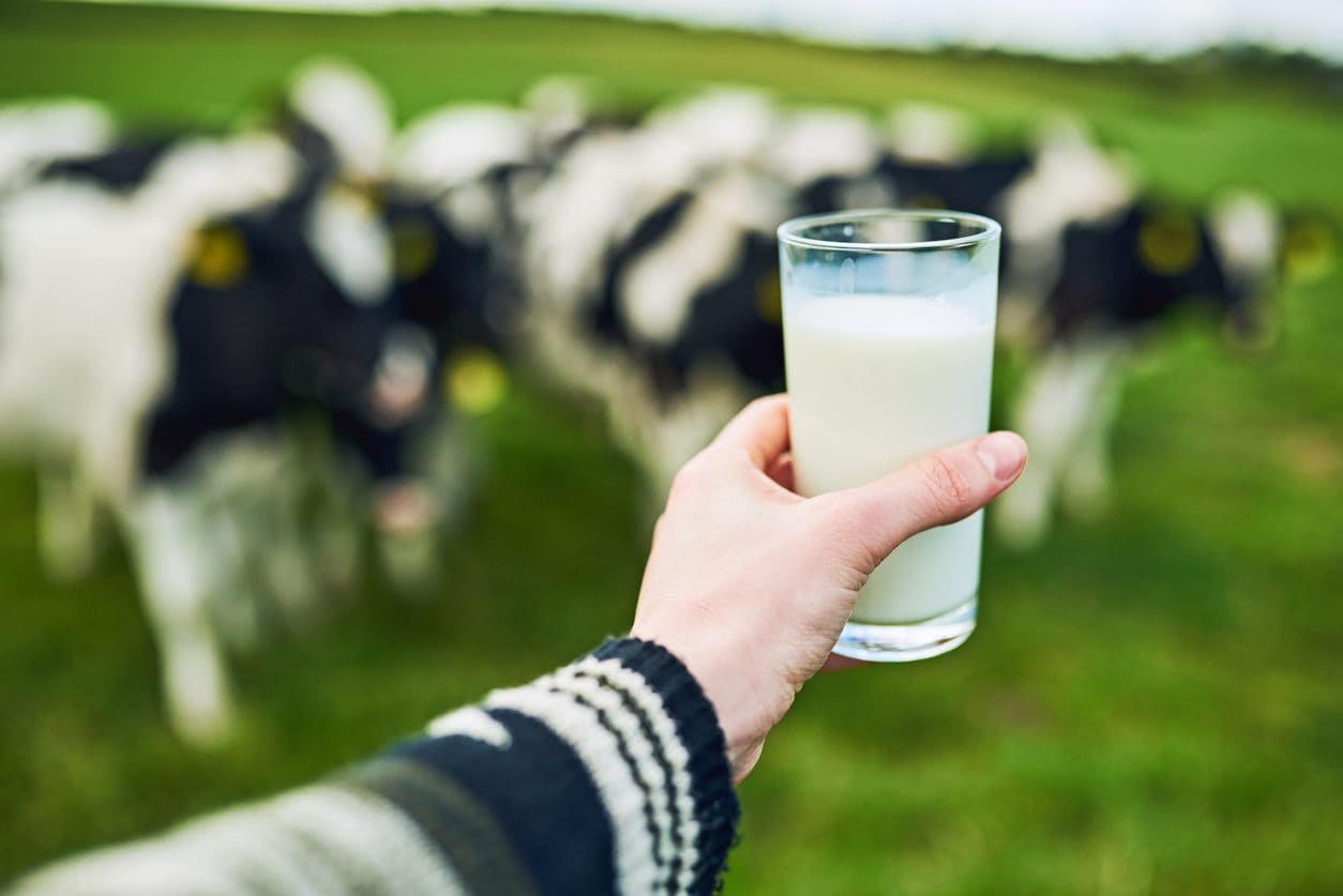 Il latte che beviamo dipende anche da cosa mangiano le mucche: la conferma della scienza