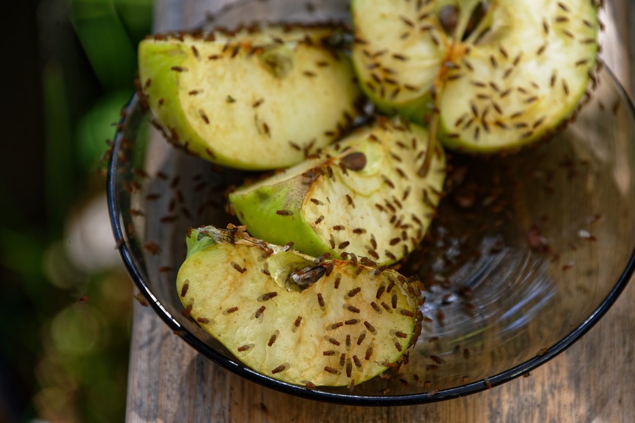 Moscerini della frutta: rimedi semplici per eliminarli e prevenirli