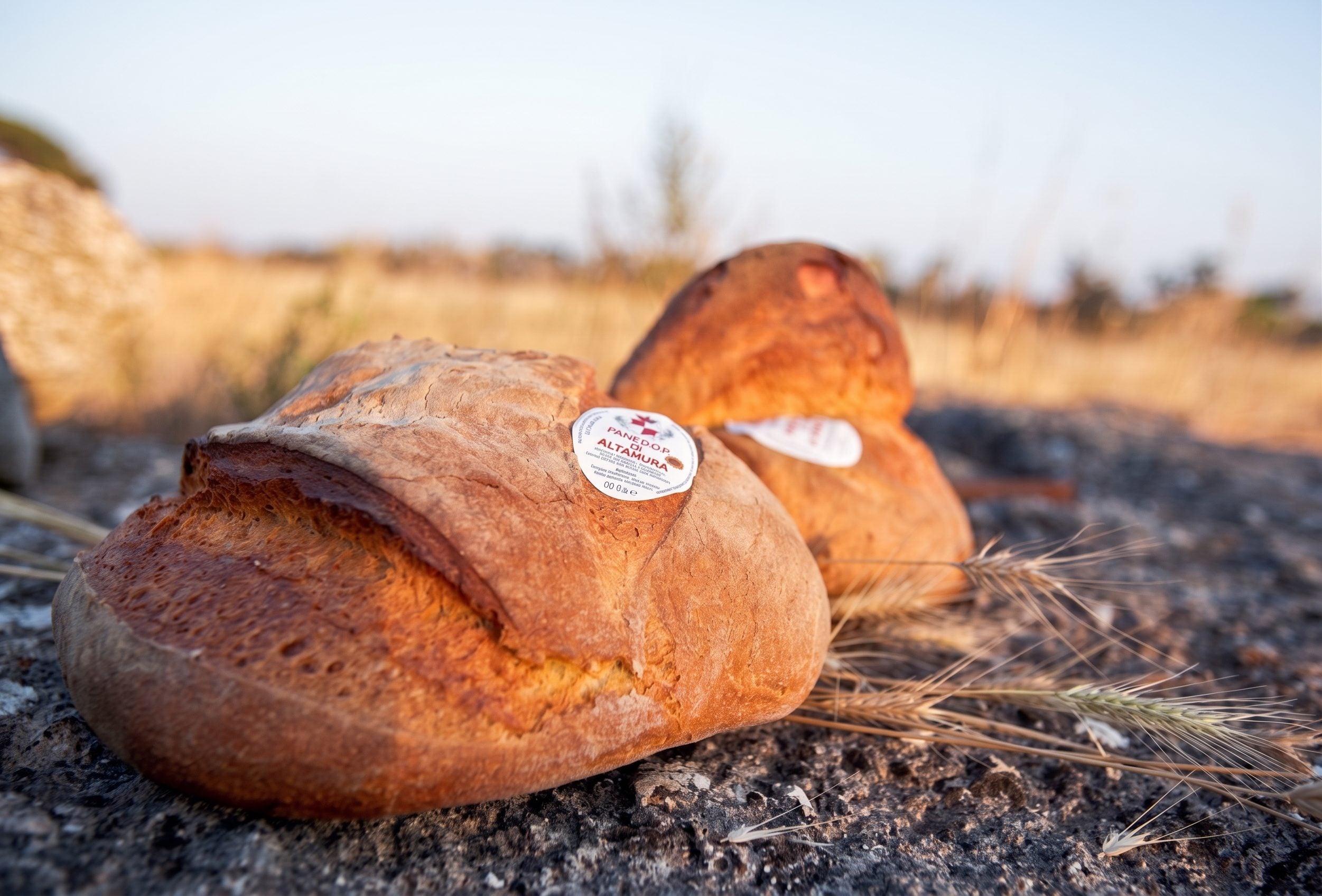 Pane di Altamura “sopravvalutato” per il Gambero Rosso: ma bastano tre pagnotte per dirlo?