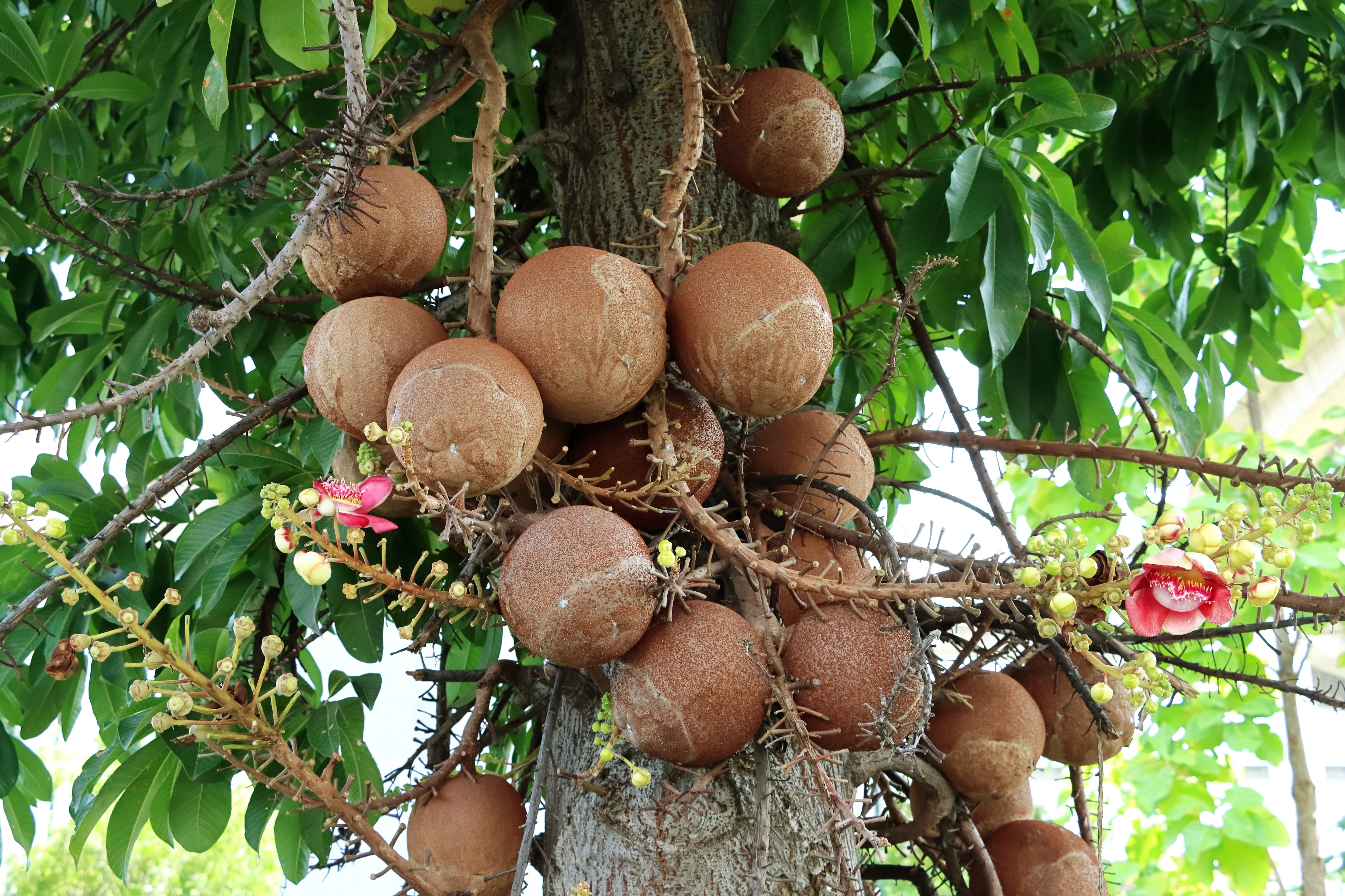 Cannonball fruit: il gigantesco frutto che cresce direttamente sul tronco
