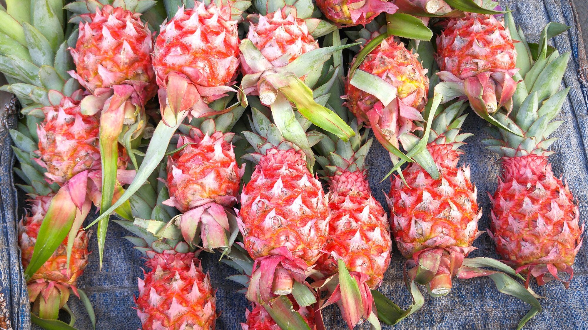 pink-pineapples